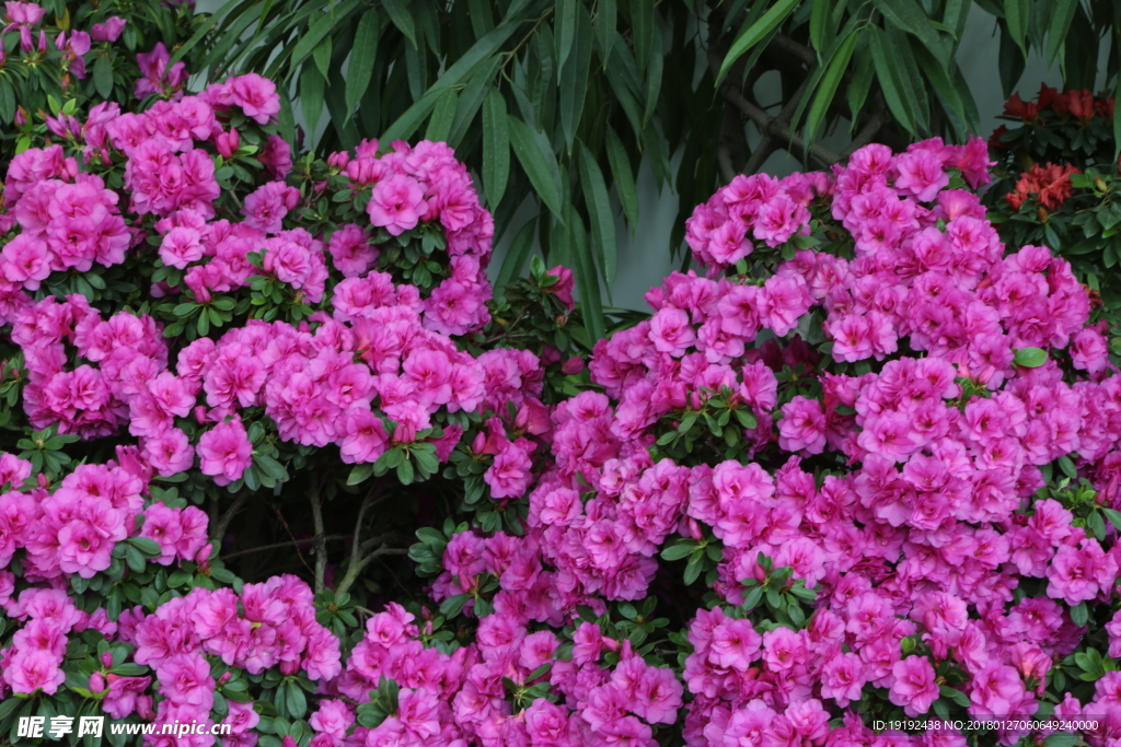 杜鹃花
