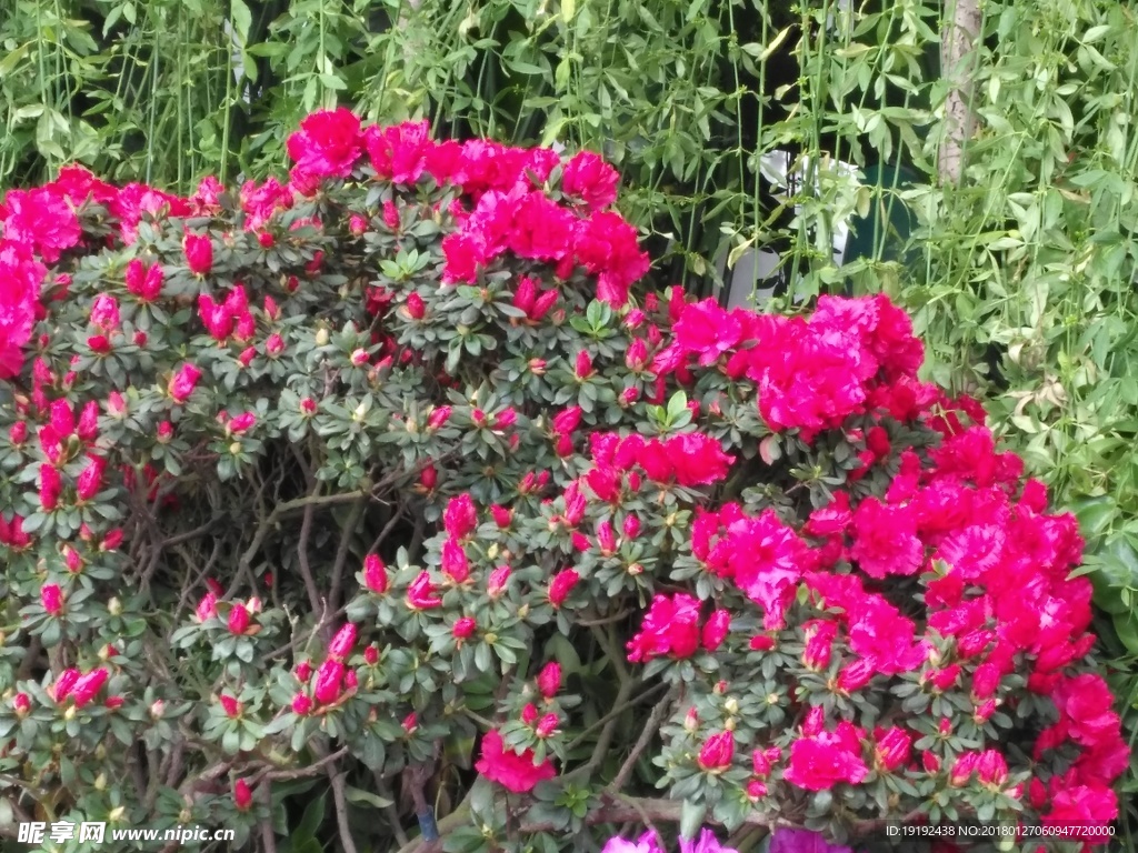 杜鹃花