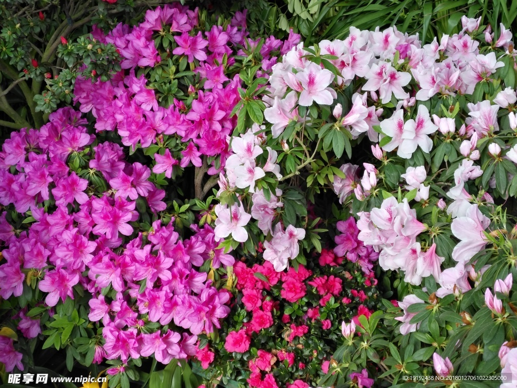 杜鹃花