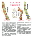 上肢经穴图