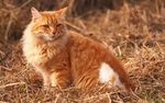 草地上的猫咪