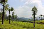 草原树林