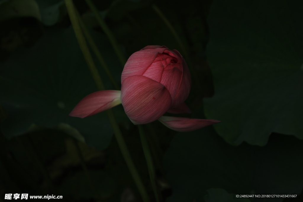 荷花