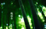 叶子