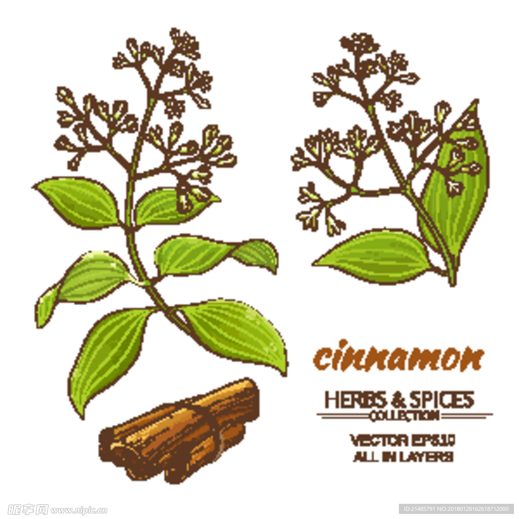 手绘植物花卉果实