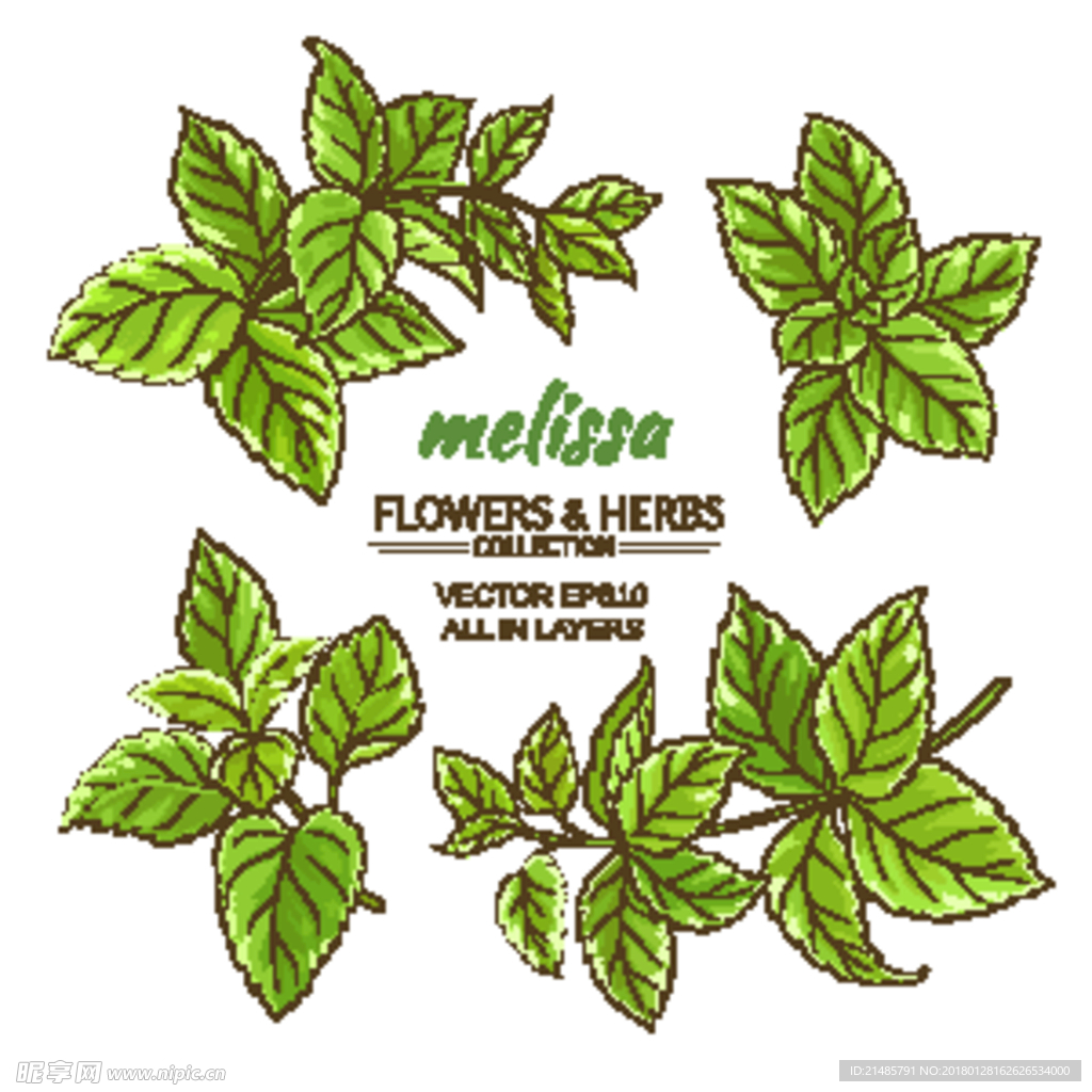 手绘植物花卉果实