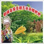 苞谷粑粑
