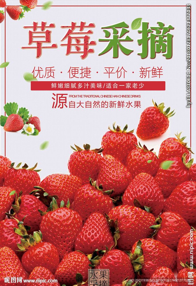草莓采摘