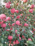 苹果   苹果树