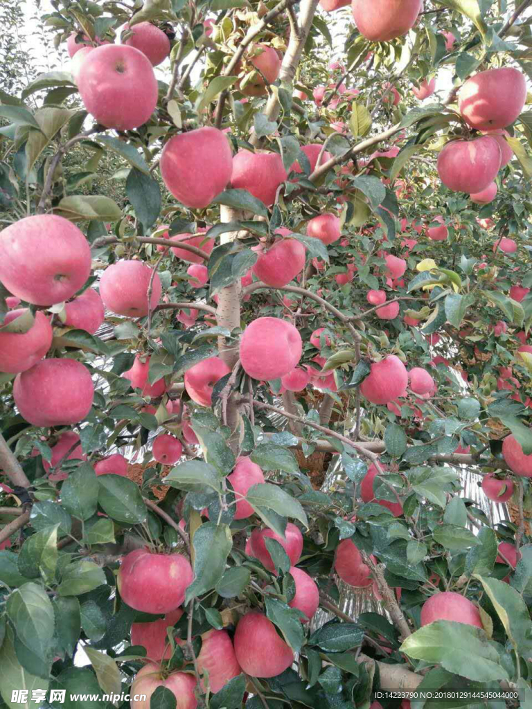 苹果   苹果树