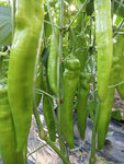 青椒   水果蔬菜食品
