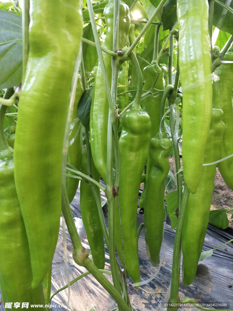 青椒   水果蔬菜食品