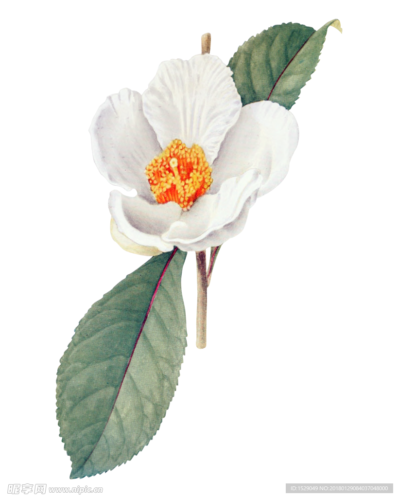 复古彩绘花朵