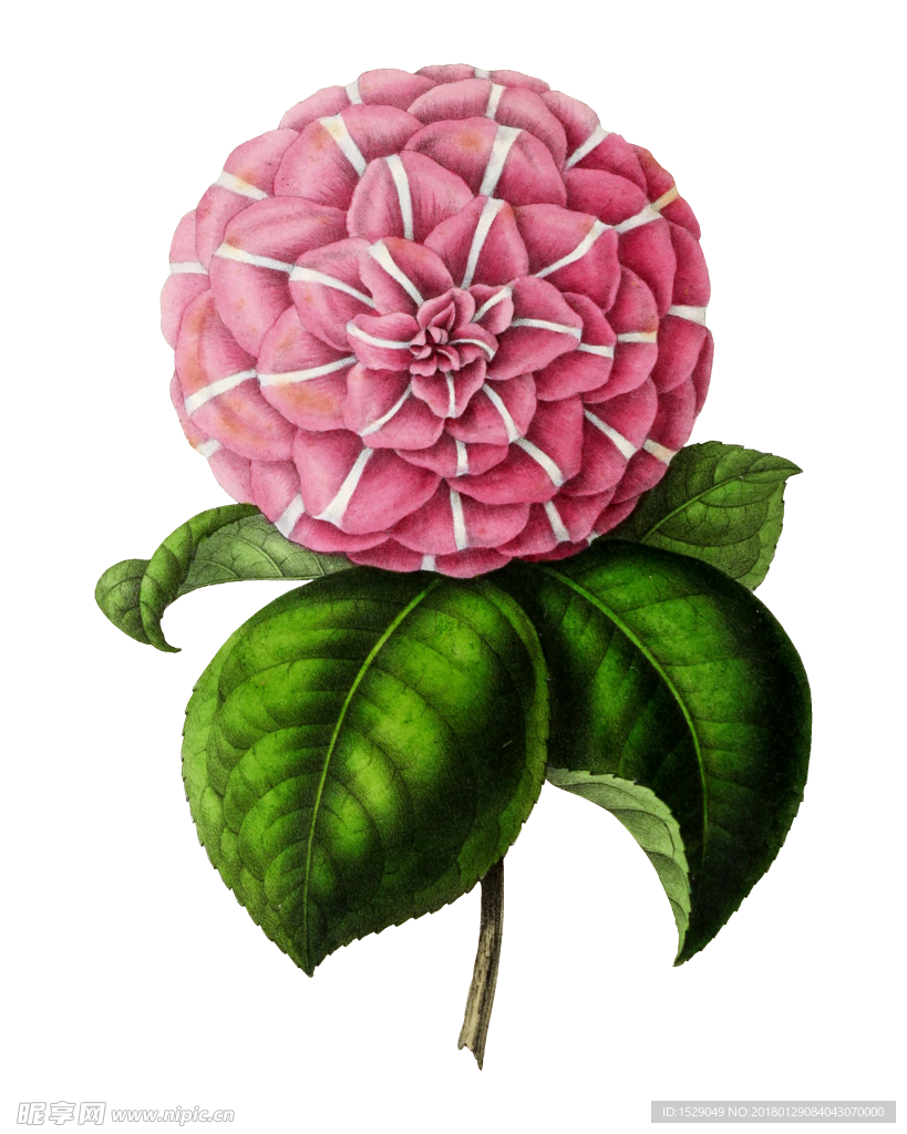 复古彩绘花朵