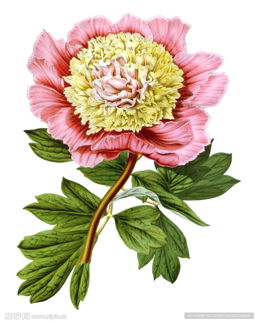 复古彩绘花朵