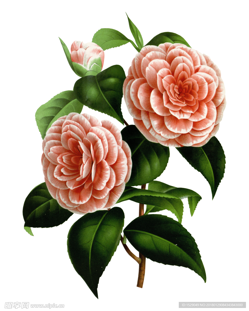 复古彩绘花朵