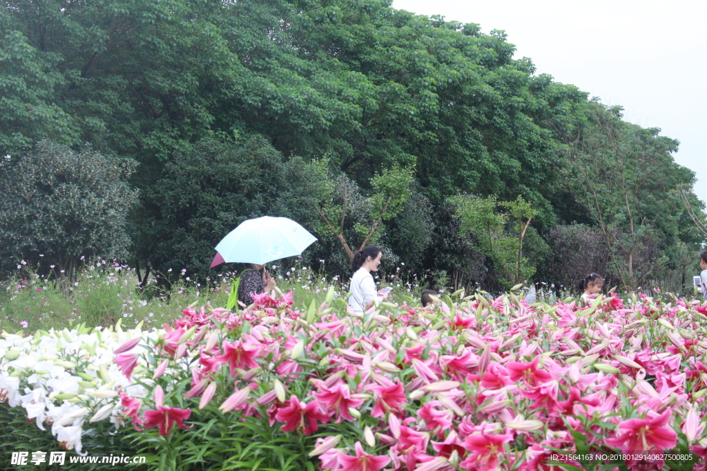 百合花海