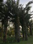 大树