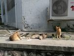 猫