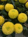 黄色菊花