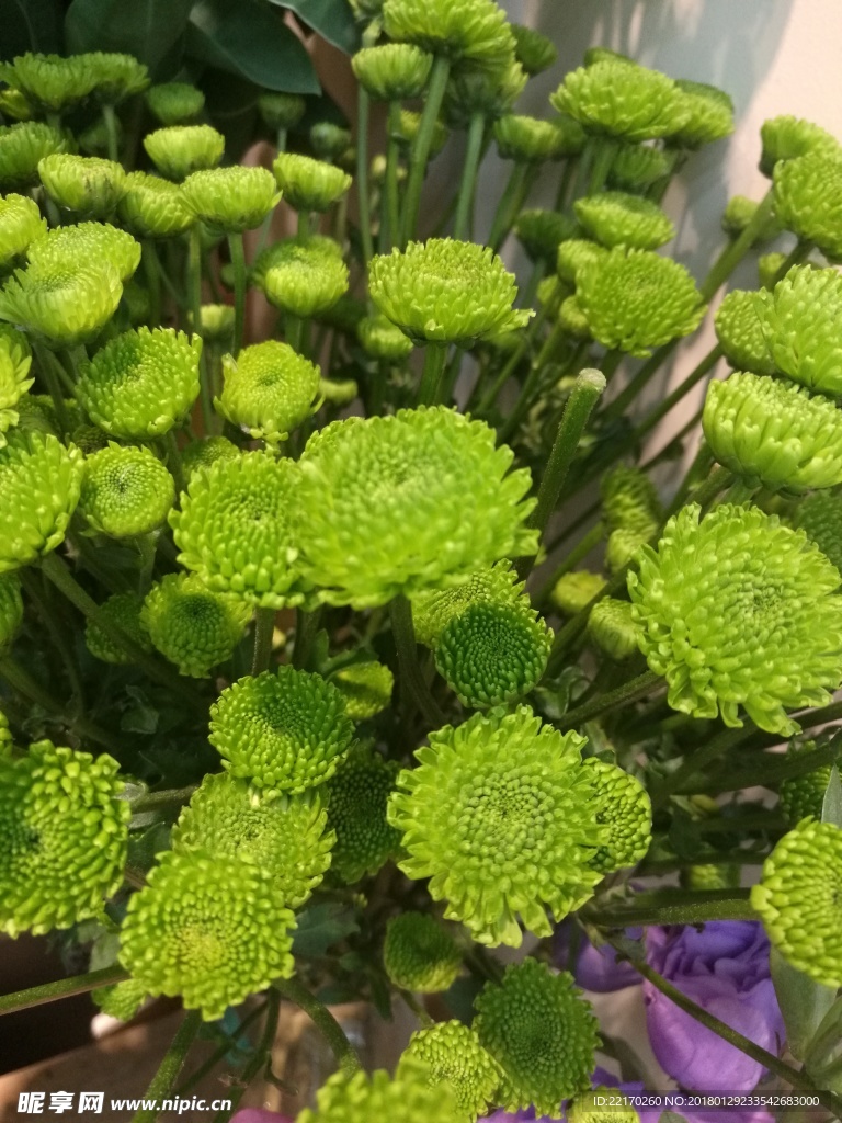 绿色菊花