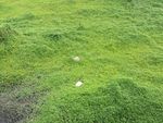 草地