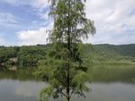 大树