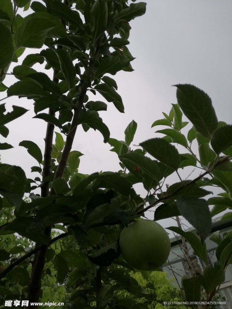 树上的苹果  苹果 青苹果