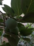 树上的柿子