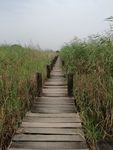 小路 芦苇荡  乡间小路