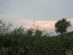 草丛 灌木丛