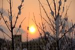 雪印夕阳红