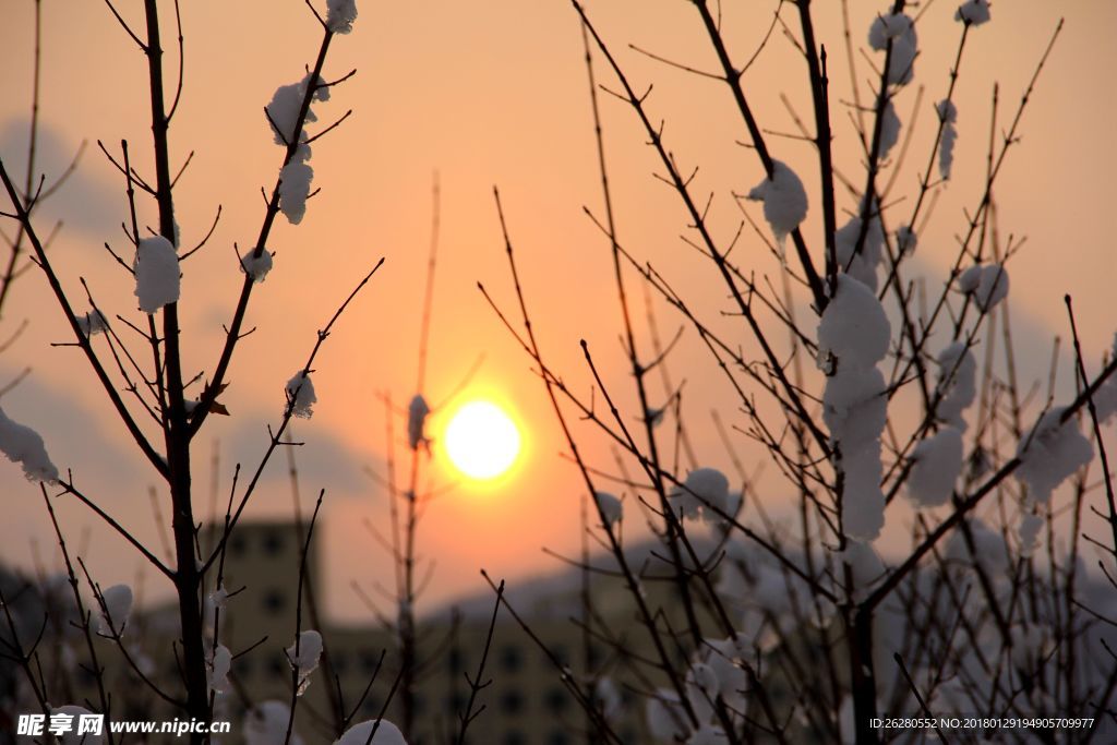 雪印夕阳红