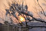 雪因夕阳红