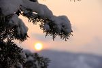雪印夕阳红