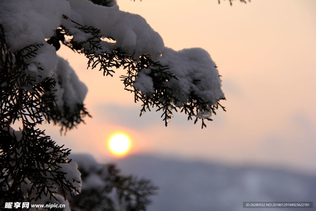 雪印夕阳红