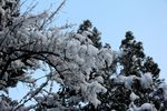 冬雪