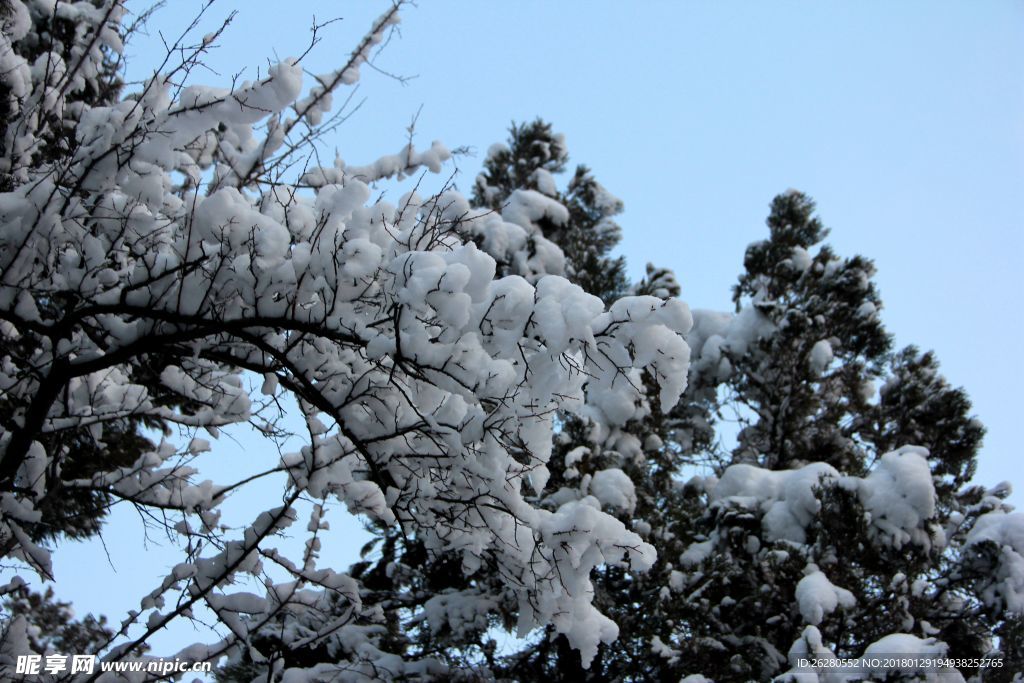 冬雪