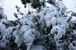 冬雪