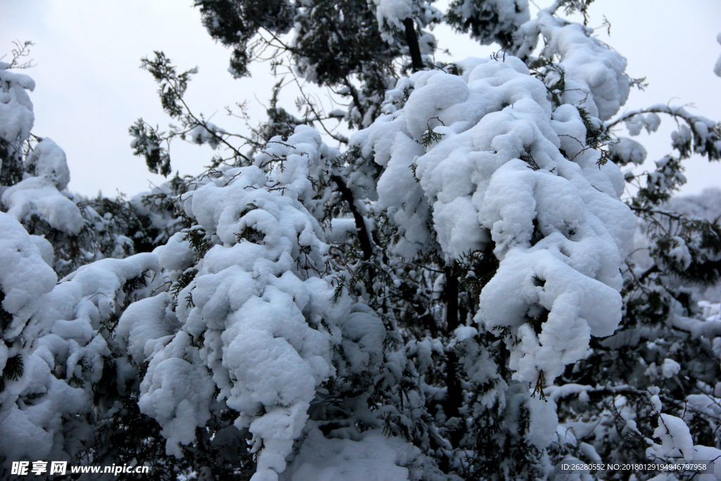冬雪