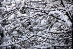 冬雪