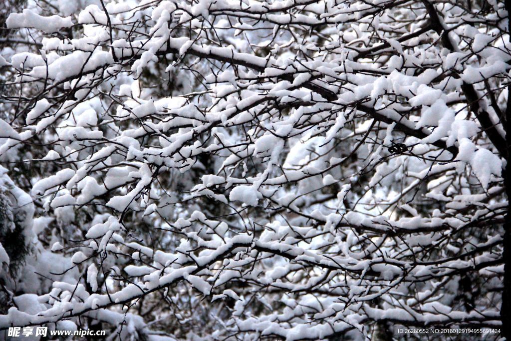 冬雪