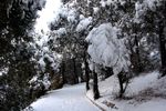 冬雪