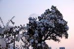冬雪