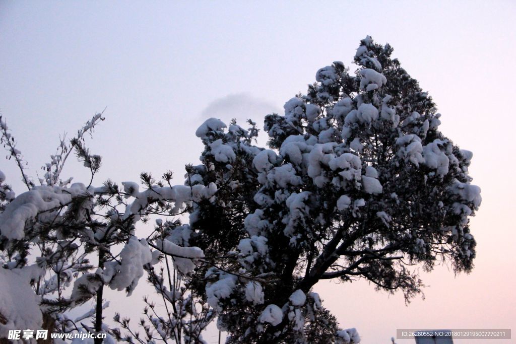 冬雪