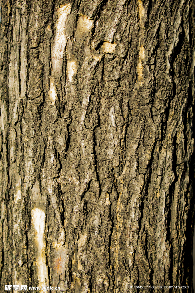 树皮贴图素材