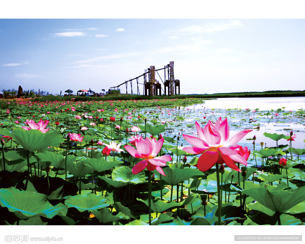 宁夏鸣翠湖