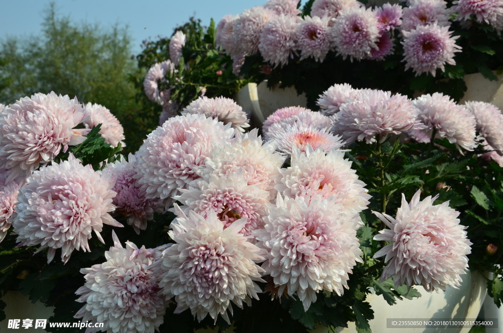 菊花
