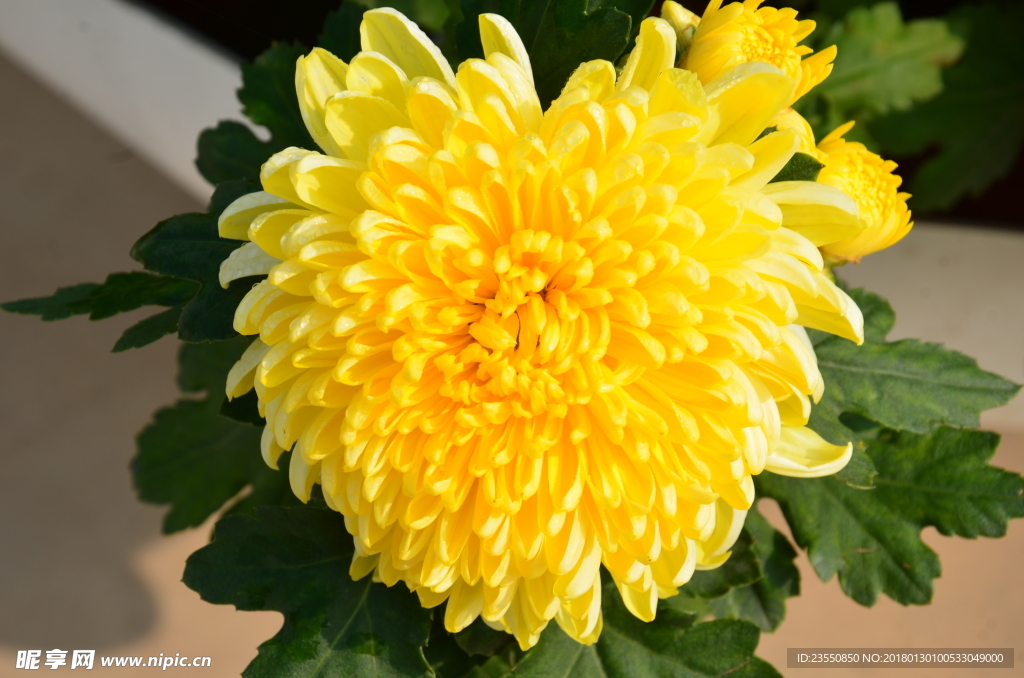 菊花
