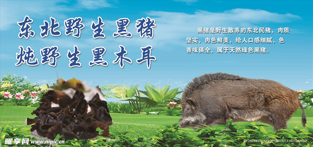 东北野生黑猪 木耳